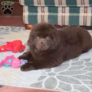 Denver, Newfoundland Puppy